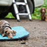 Dog Ready To Camp Featured