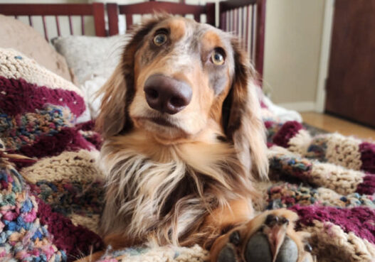Dog Sitter Not Telling Featured