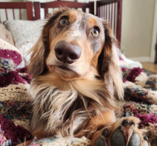 Dog Sitter Not Telling Featured