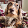Dog Sitter Not Telling Featured
