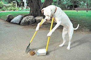 Dog scooping poop