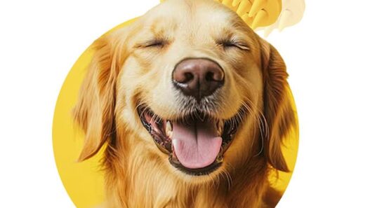 DogBeingBrushedwithBaileyBrush 839241