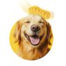 DogBeingBrushedwithBaileyBrush 839241