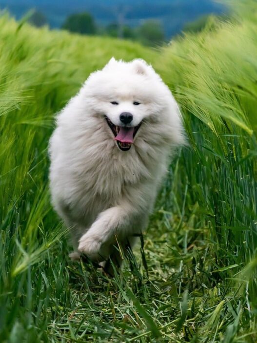 Dog Eat His Hair After I Brush Him 681933