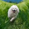 Dog Eat His Hair After I Brush Him 681933