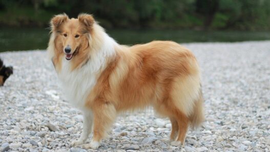 Dog Grooming Brush for Long Hair