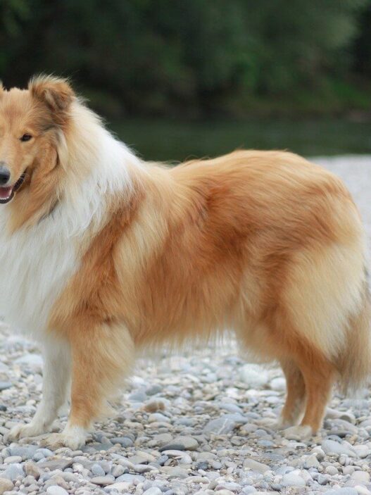 Dog Grooming Brush for Long Hair