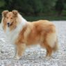 Dog Grooming Brush for Long Hair