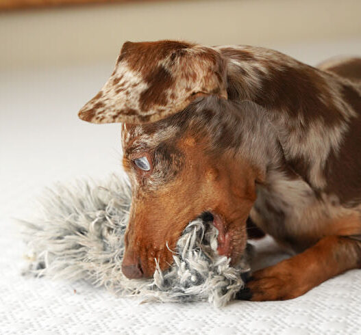 Doxie Destroying Toy Featured