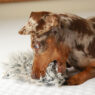 Doxie Destroying Toy Featured