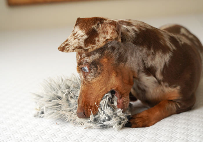 Doxie Destroying Toy Featured