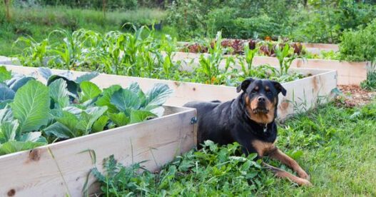 Dr Dobias What veggies vegetables are good for dogs 1024x1024 grande f704b913 64a7 4181 b15d dd03739