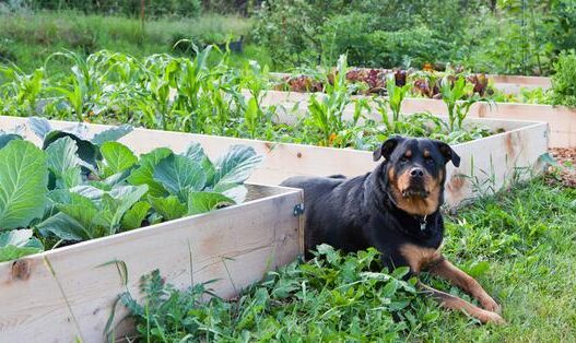 Dr Dobias What veggies vegetables are good for dogs 1024x1024 grande f704b913 64a7 4181 b15d dd03739