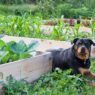 Dr Dobias What veggies vegetables are good for dogs 1024x1024 grande f704b913 64a7 4181 b15d dd03739