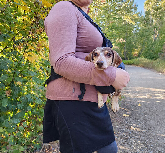 Emergency Dog Sling Featured