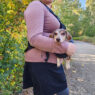 Emergency Dog Sling Featured