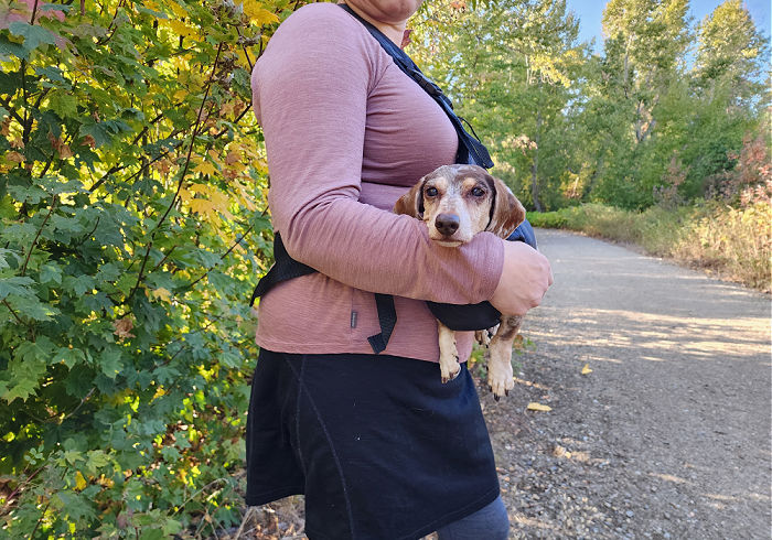 Emergency Dog Sling Featured