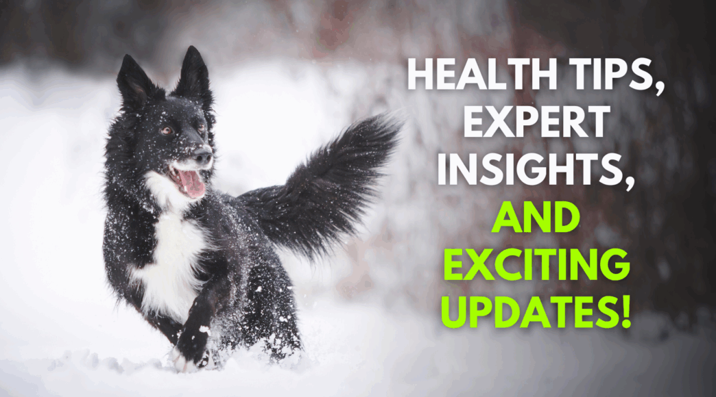 Empowering Dog Lovers with Health Tips Expert Insights and Exciting Updates
