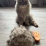 FurLoaf 765210