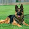 German Shepherd 139c5ac9 079b 4f90 9d3b 60a3033a1011