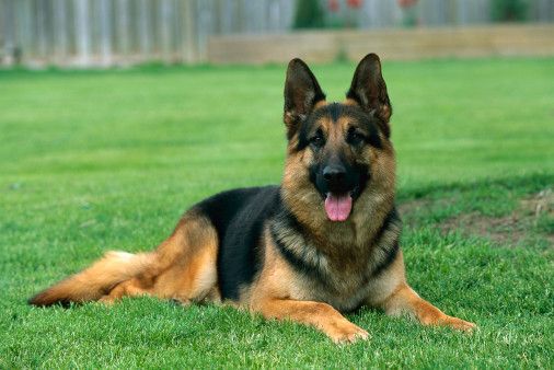 German Shepherd 139c5ac9 079b 4f90 9d3b 60a3033a1011