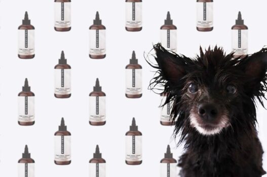 Grooming Products for Your Dogs Skin