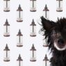 Grooming Products for Your Dogs Skin