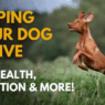 Helping your dog thrive Gut health nutrition and more