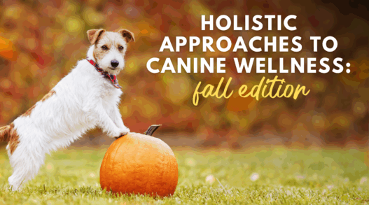 Holistic approaches to canine wellness fall edition