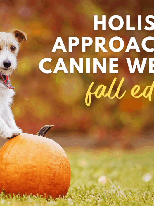 Holistic approaches to canine wellness fall edition