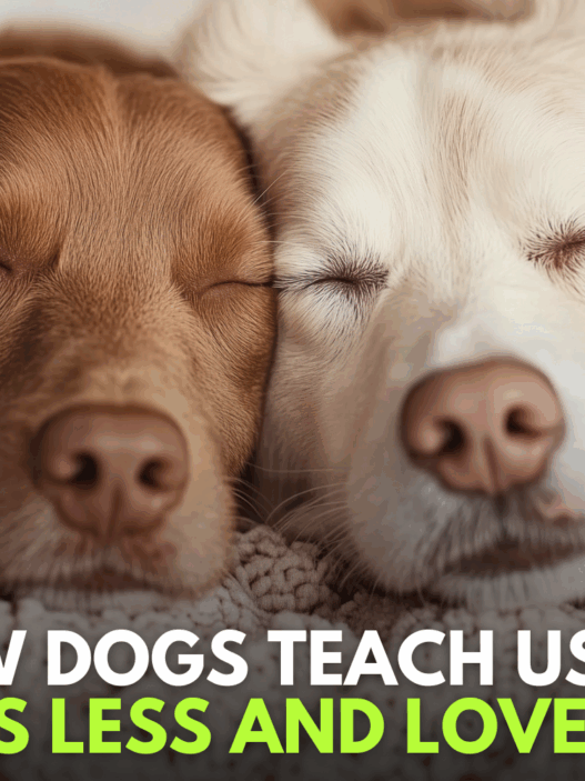 How Dogs Teach Us to Stress Less and Love More