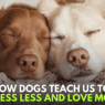 How Dogs Teach Us to Stress Less and Love More
