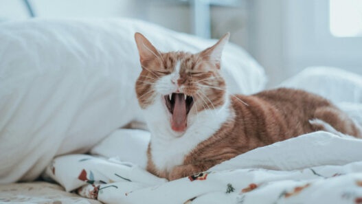 How Long Should I Brush My Cat