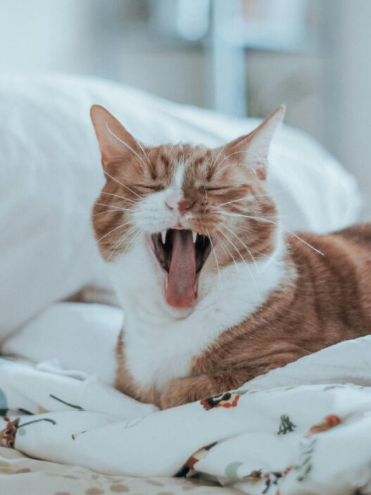 How Long Should I Brush My Cat