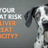 Is your dog at risk of liver treat toxicity 520x500 520x500 520x500 520x500 520x500 520x500 520x500