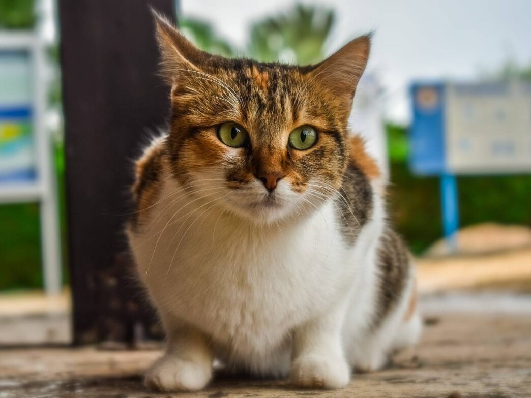 Kitten Outdoor Eyes Cat Animal Stray Cute Kitty 3862046