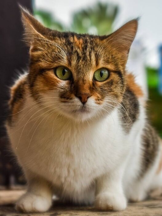 Kitten Outdoor Eyes Cat Animal Stray Cute Kitty 3862046