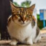 Kitten Outdoor Eyes Cat Animal Stray Cute Kitty 3862046