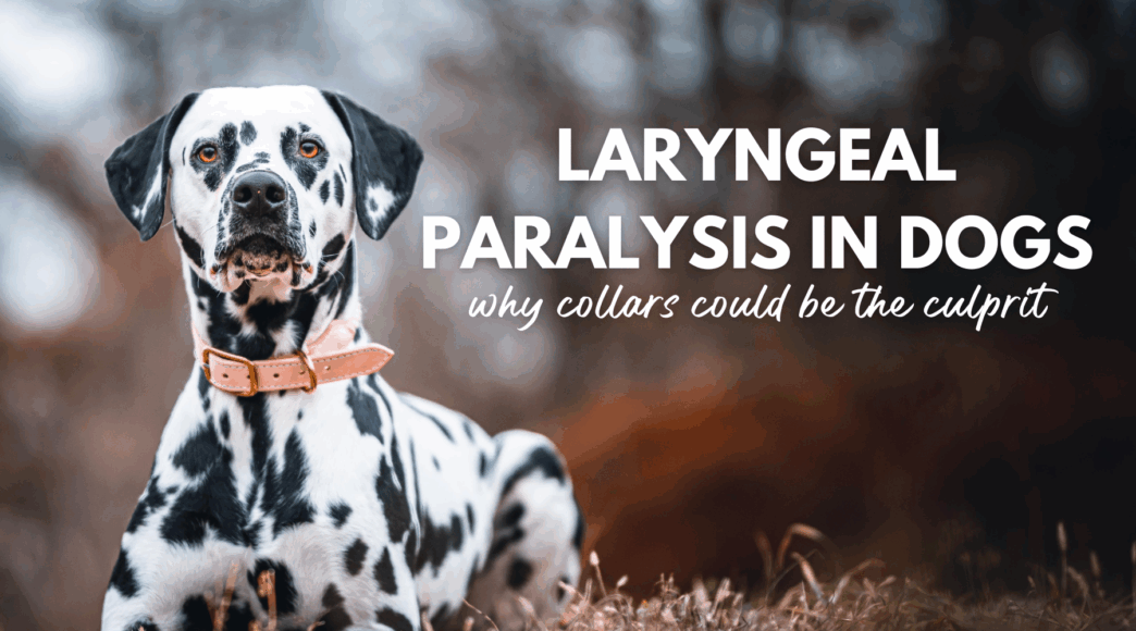 Laryngeal Paralysis in dogs why collars could be the culprit