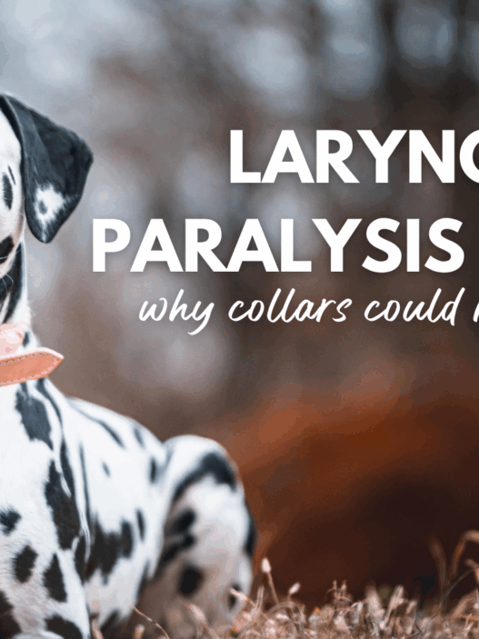 Laryngeal Paralysis in dogs why collars could be the culprit