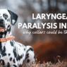 Laryngeal Paralysis in dogs why collars could be the culprit