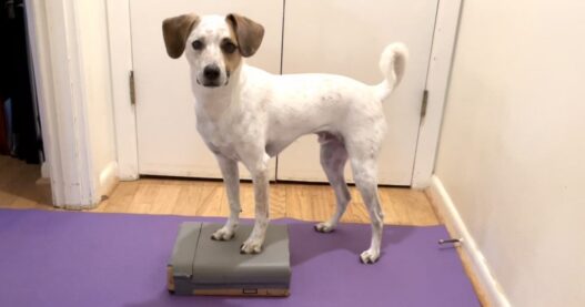 Lewis paws up 1024x538