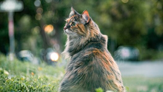 Long hair cat brush 691032