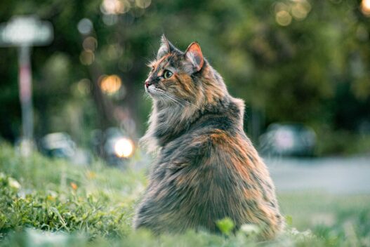 Long hair cat brush 691032
