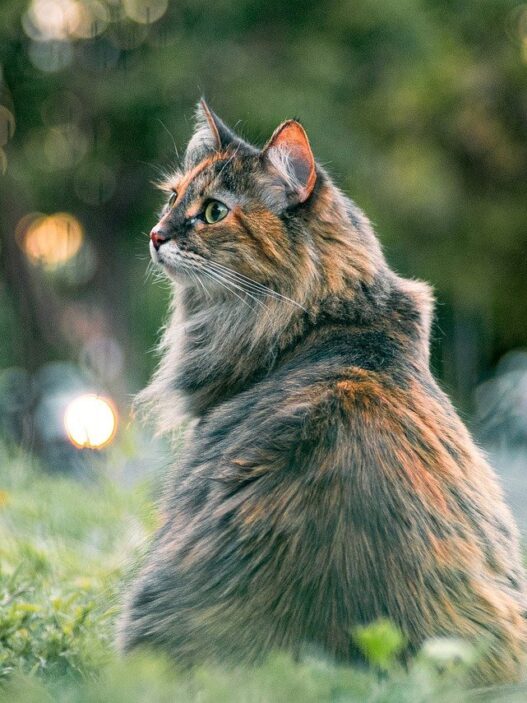 Long hair cat brush 691032