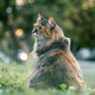 Long hair cat brush 691032