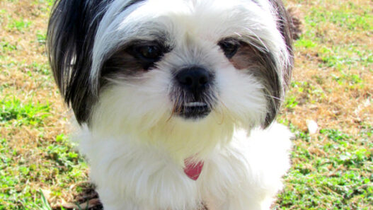 Look at the happy smile on Shih Tzu face