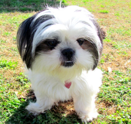 Look at the happy smile on Shih Tzu face