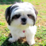 Look at the happy smile on Shih Tzu face