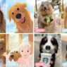 Magic of Pet Creations Art
